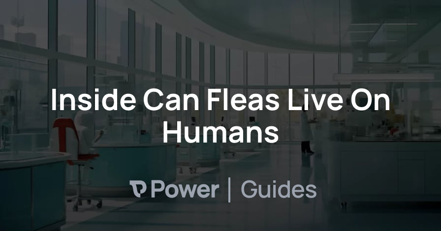 Header Image for Inside Can Fleas Live On Humans