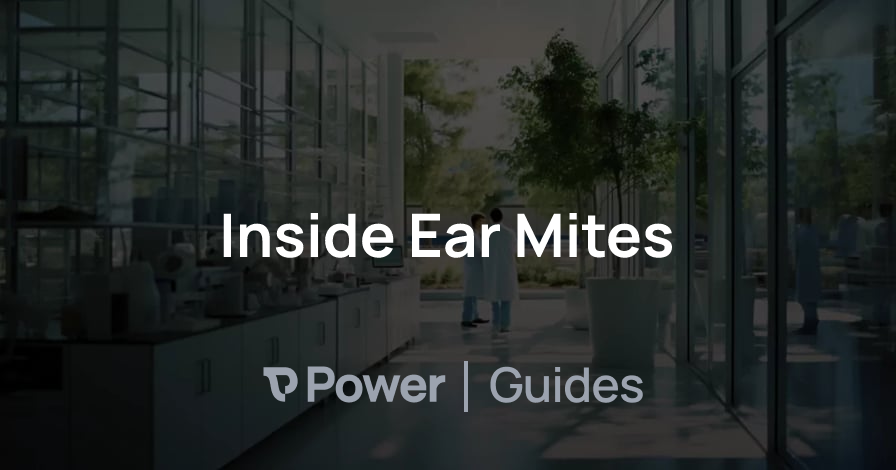 Header Image for Inside Ear Mites