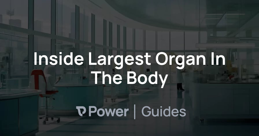 Header Image for Inside Largest Organ In The Body
