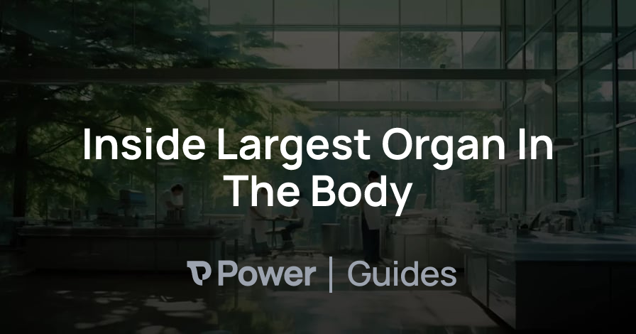 Header Image for Inside Largest Organ In The Body