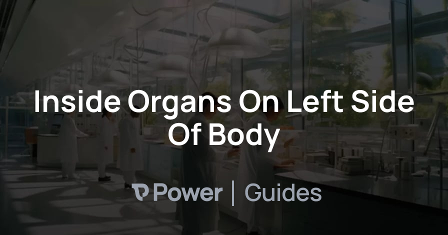 Header Image for Inside Organs On Left Side Of Body