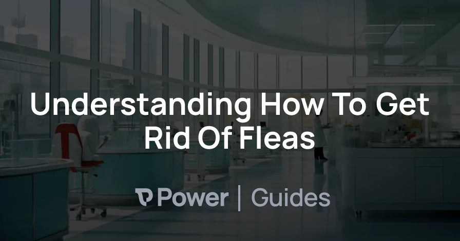 Header Image for Understanding How To Get Rid Of Fleas