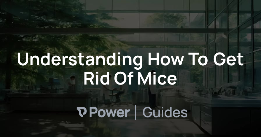 Header Image for Understanding How To Get Rid Of Mice