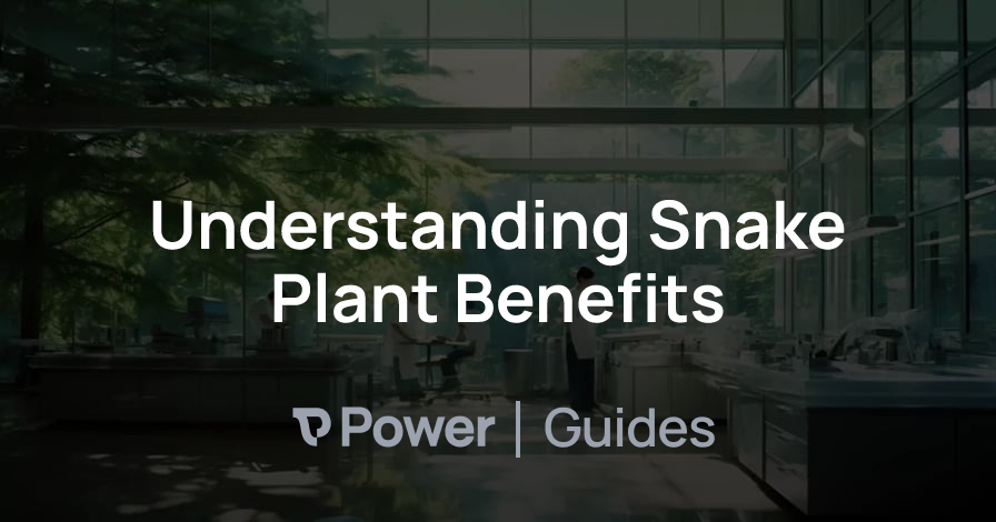 Header Image for Understanding Snake Plant Benefits