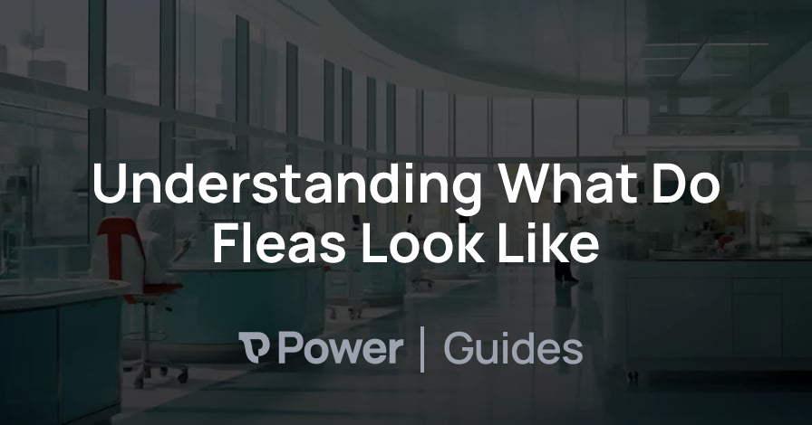 Header Image for Understanding What Do Fleas Look Like