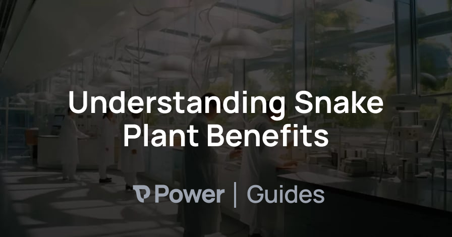 Header Image for Understanding Snake Plant Benefits